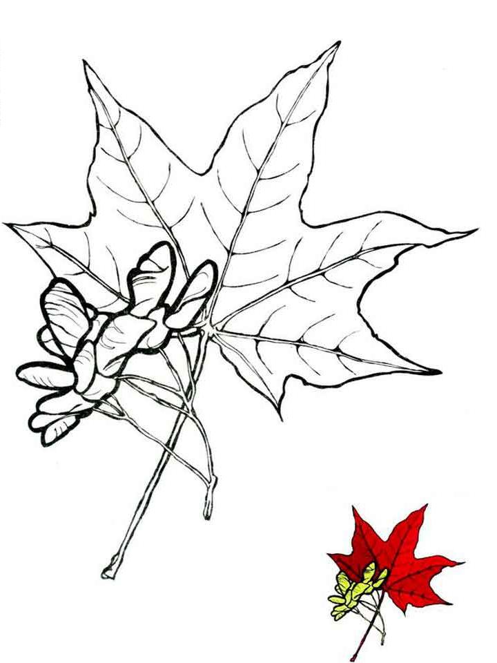 Раскраска Клен