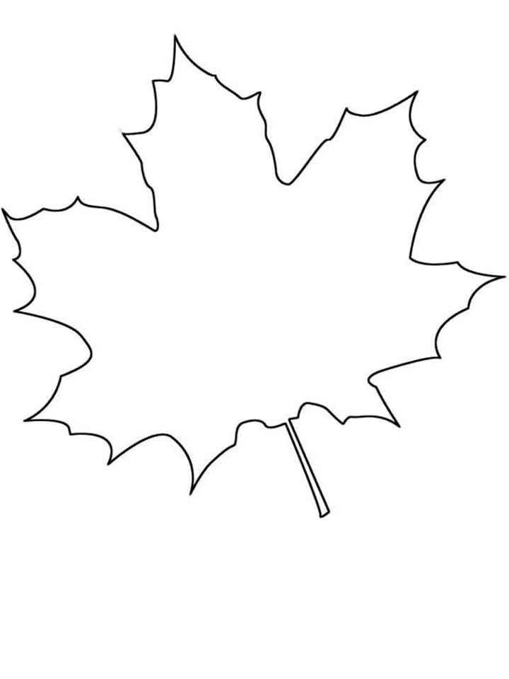 Раскраска Клен