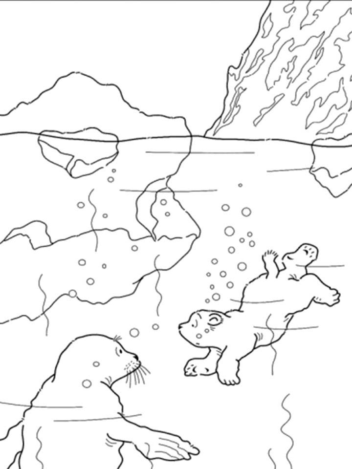 Раскраска Медведь